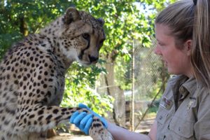 Cheetah with animal handler