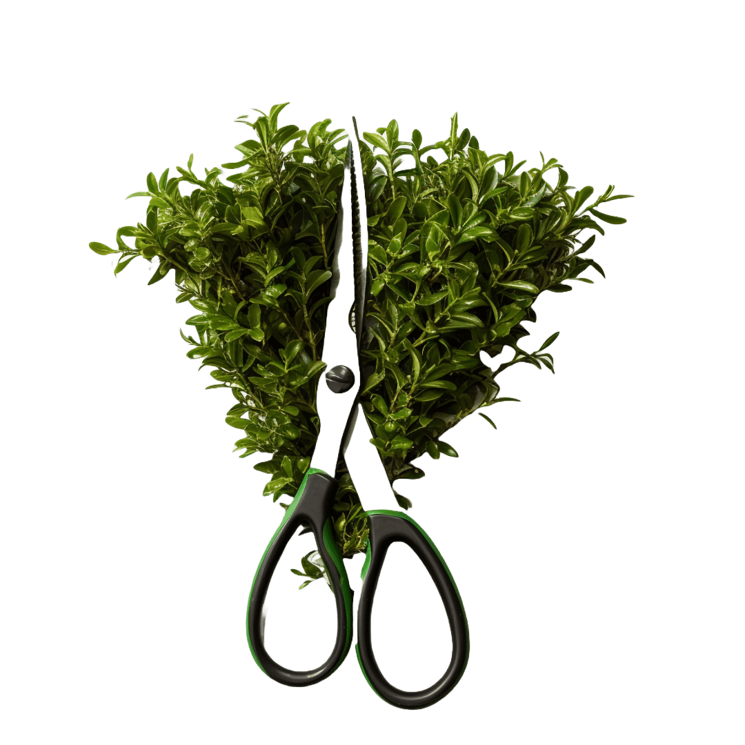 Pruning Our Way Forward Compass Cares Pruning Our Way Forward Compass Cares