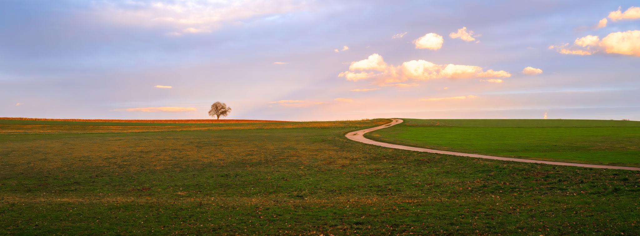 A winding dirt path curves through open green fields toward a lone tree on the horizon, beneath a soft pastel sky at sunset, evoking a quiet sense of journey and possibility.